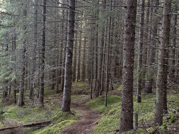 A narrow trail through a spruce forest in Romania